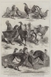 Aves premiadas en la Exposición de Aves de Corral y Palomas recientemente celebrada en Birmingham